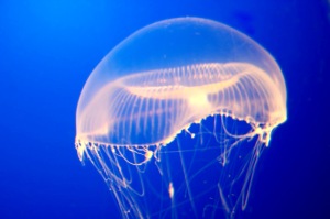 20070321_jellyfish2