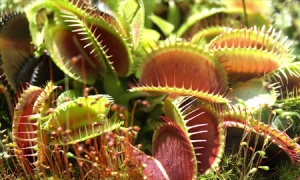 carnivorous-plants